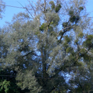 Baumpflege Schwarzbad 2009 _15_.JPG
