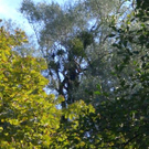 Baumpflege Schwarzbad 2009 _17_.JPG