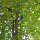 Baumpflege Schwarzbad 2009 _19_.JPG