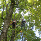 Baumpflege Schwarzbad 2009 _22_.JPG