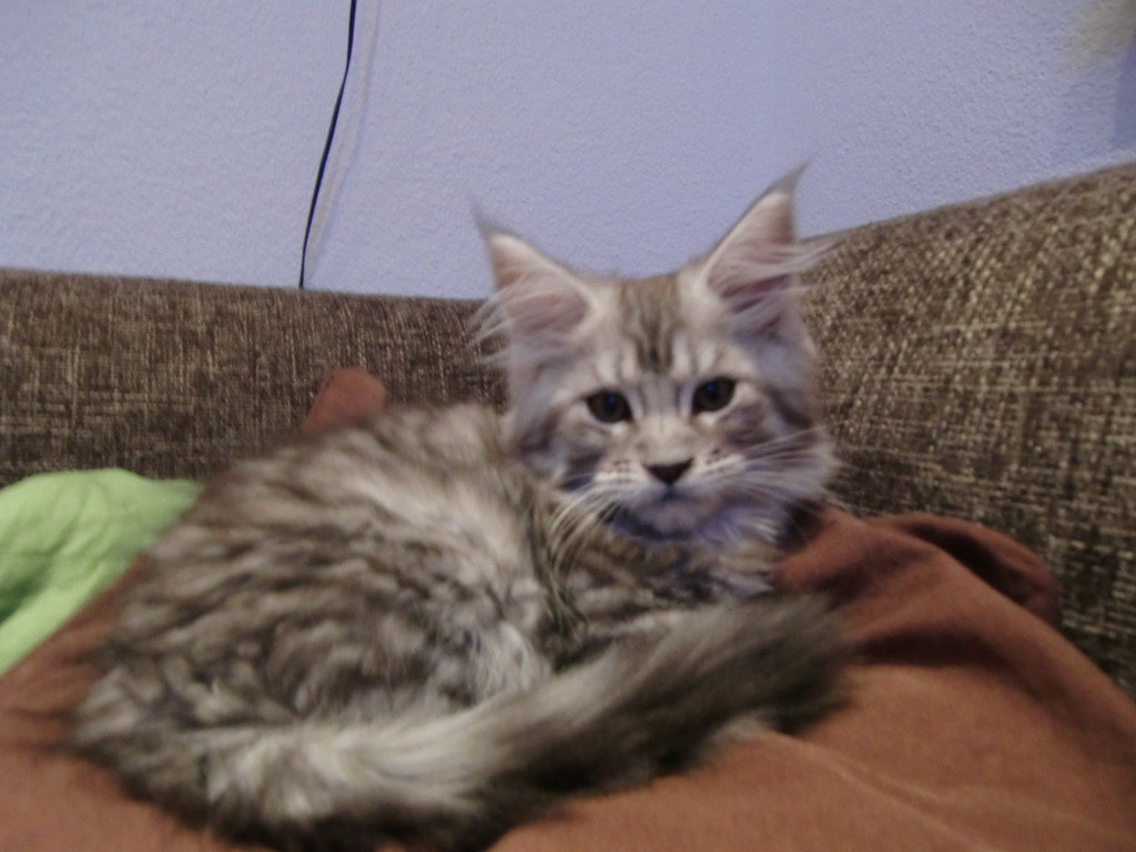 Azrael _ Gizmo 016_jpg-1278682131