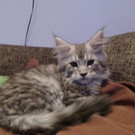 Gizmo