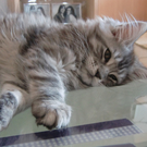 Azrael un_ Gizmo 006_jpg-1278682295