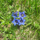 IMG_7242_JPG-1278771704