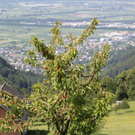 Plantage_Fam_Armin_Nachbaur_Juli2010 _4_.jpg