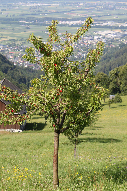 Plantage_Fam_Armin_Nachbaur_Juli2010 _4_.jpg