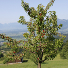 Plantage_Fam_Armin_Nachbaur_Juli2010 _7_.jpg