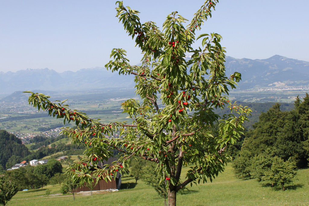 Plantage_Fam_Armin_Nachbaur_Juli2010 _7_.jpg