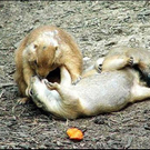 animal-kisses-3.jpg