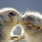 animal-kisses-186.jpg