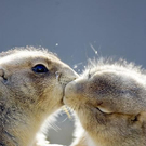 animal-kisses-5.jpg