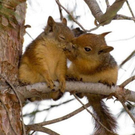 animal-kisses-7.jpg