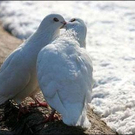 animal-kisses-4.jpg