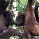 Orangs_20Outans.jpg