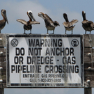 BP: Bilder aus dem Golf von Mexiko