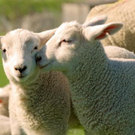 Tiere beim Küssen