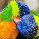 animal-kisses-1.jpg