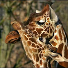 animal-kisses-2.jpg
