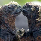 animal-kisses-8.jpg
