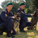 polizei_hunde-4.jpg