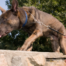 polizei_hunde-12.jpg