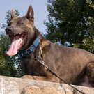 polizei_hunde-13.jpg
