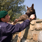 polizei_hunde-8.jpg
