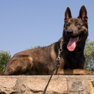 polizei_hunde-9.jpg
