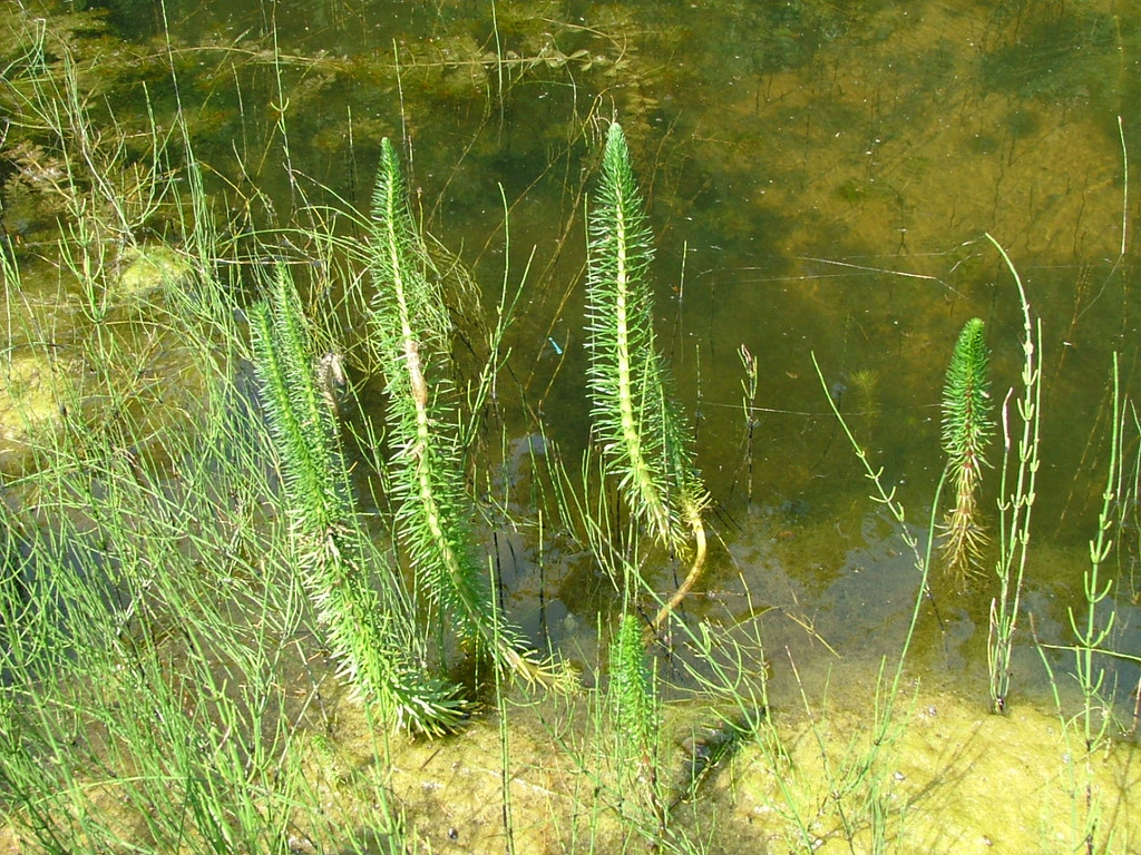 006_jpg-1279093737