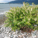 Naturschutzgebiet Bodenseeufer