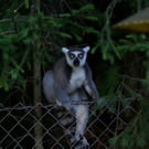 Bilder der Affen
