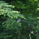 normal_15072010affenjagdfmaktivnews_073.jpg