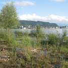 Uferlandschaft Lochau NEU _1_.jpg