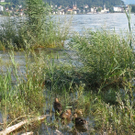 Uferlandschaft Lochau NEU _2_.jpg