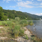 Uferlandschaft Lochau NEU _6_.jpg