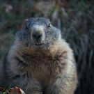KOE_Erlebnis Wildpark 16_jpg-1279208249