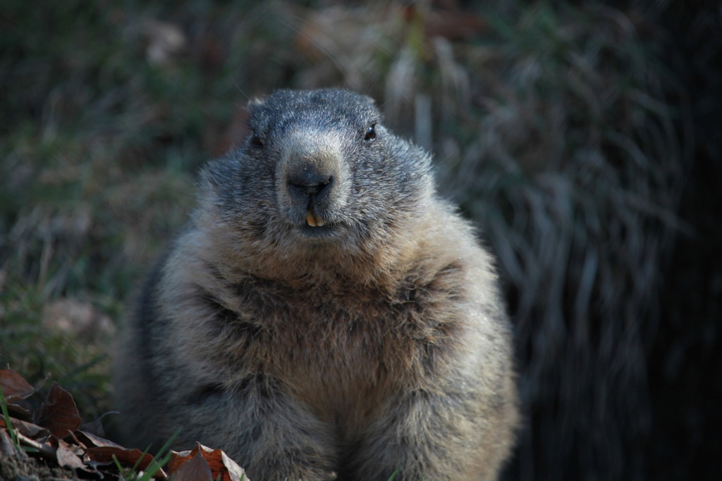 KOE_Erlebnis Wildpark 16_jpg-1279208249
