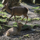 KOE_Erlebnis Wildpark 17_jpg-1279208259