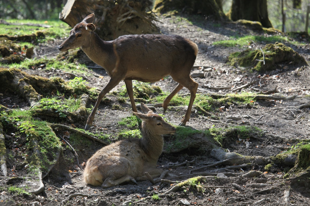 KOE_Erlebnis Wildpark 17_jpg-1279208259
