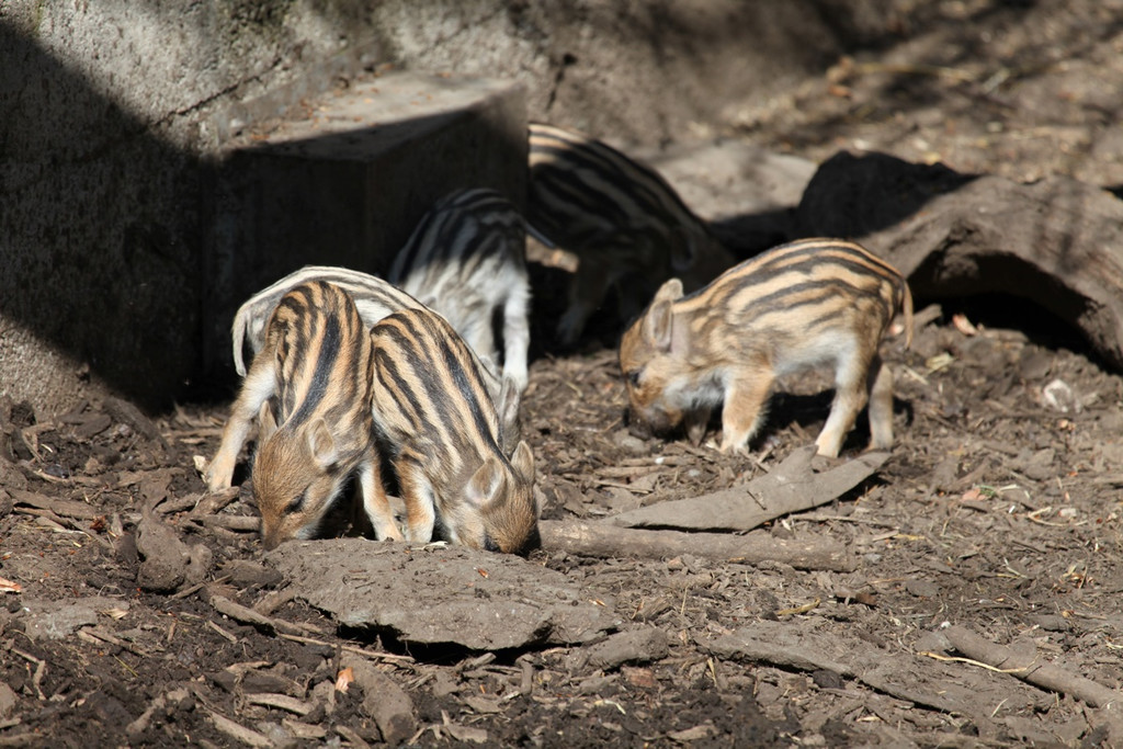 KOE_Erlebnis Wildpark 18_jpg-1279208267