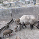 KOE_Erlebnis Wildpark 19_jpg-1279208277