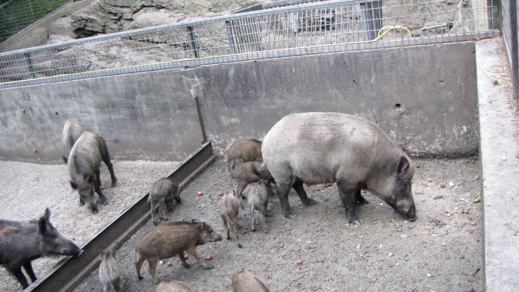 KOE_Erlebnis Wildpark 19_jpg-1279208277