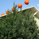 DSC02811.JPG