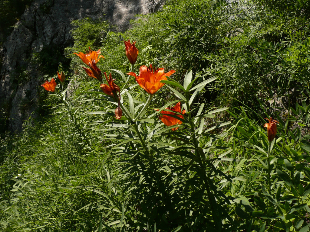 P1070304.JPG