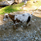 KOE_Urlaubsfreuden Brand 19_jpg-1279474933