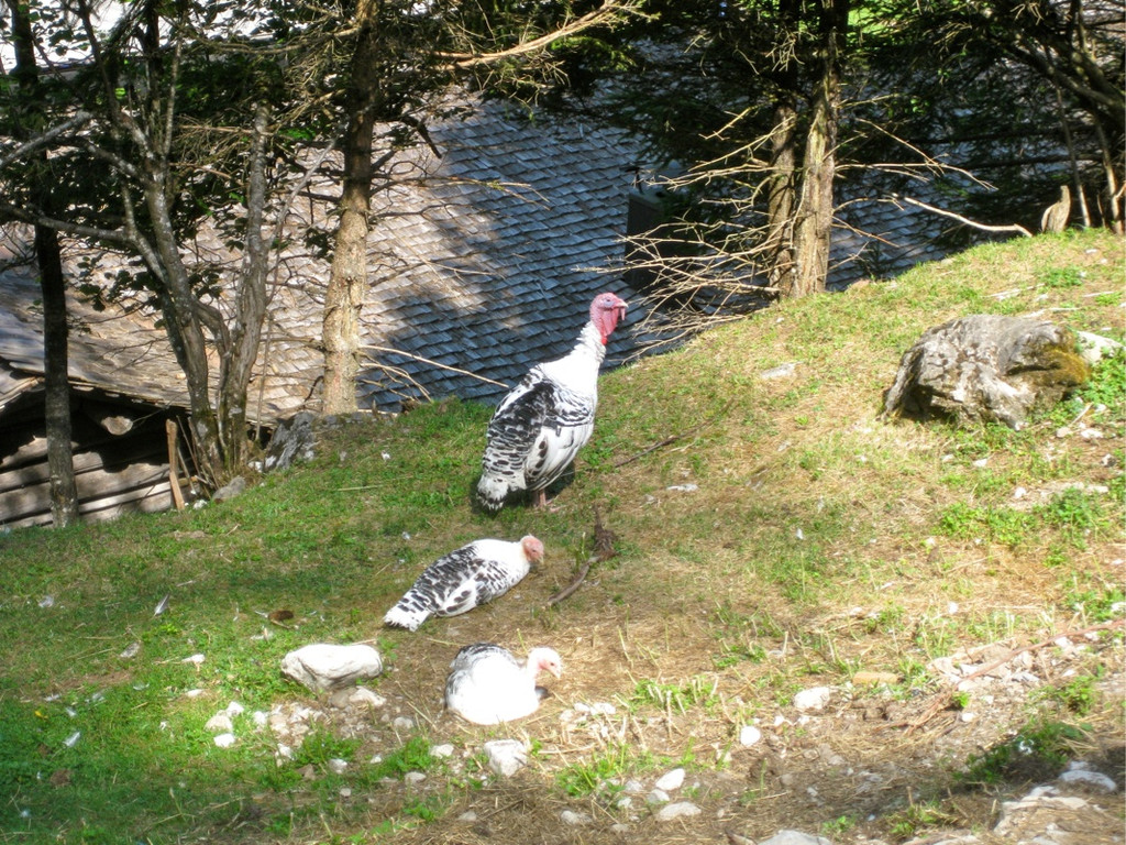 KOE_Urlaubsfreuden Brand 20_jpg-1279474944