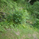 IMGP4275_JPG-1279481172