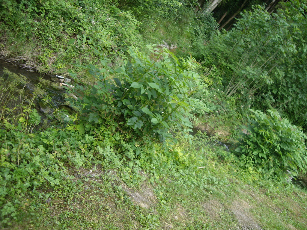IMGP4275_JPG-1279481172