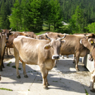 KOE_Wandertipp Pal__dh__tte 11_jpg-1279481965