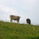 KOE_Wandertipp Pal__dh__tte 48_jpg-1279482248
